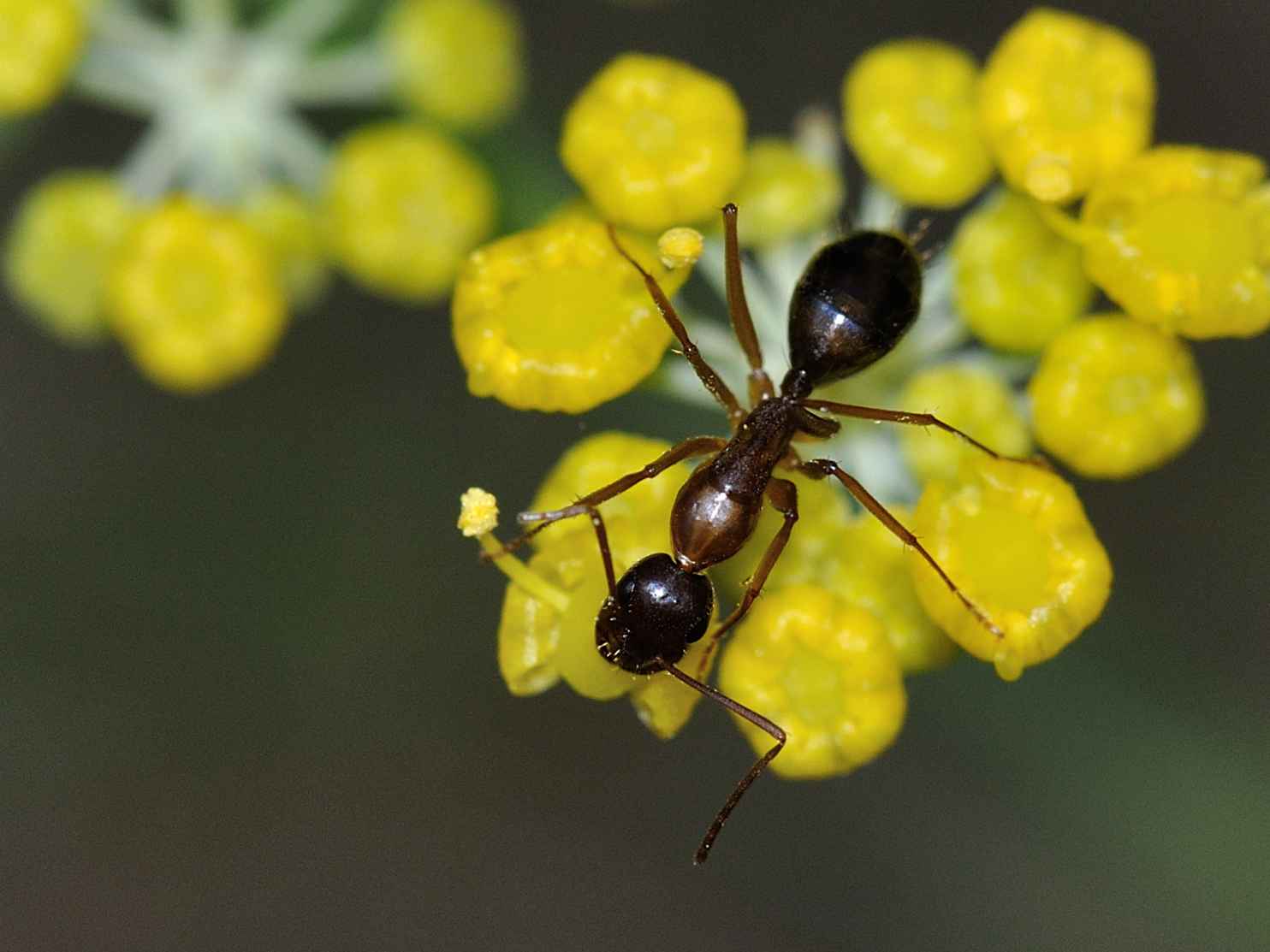 Camponotus nylanderi...